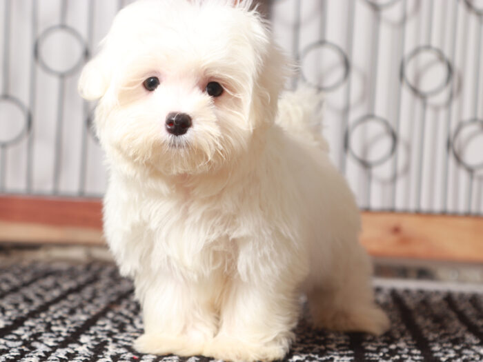 Lloyd - Lively Maltese Puppy For Sale in Florida - Image 4