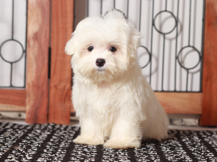 Lloyd - Lively Maltese Puppy For Sale in Florida - Image 5