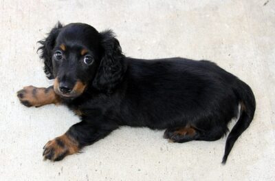 Long Haired Dachshund puppy