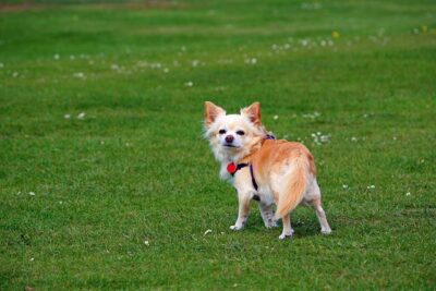Long Haired Chihuahua on a field