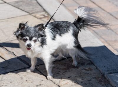 Long Hair Chihuahua on a leash