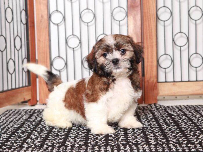Lonnie- Handsome Little Male Shichi Puppy - Image 2