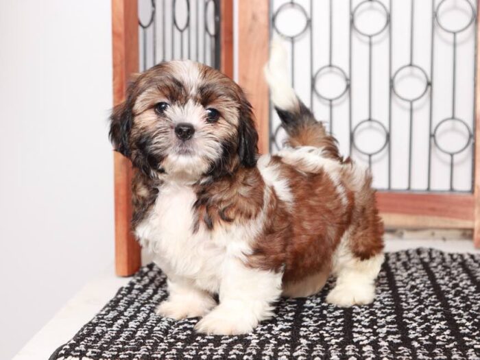 Lonnie- Handsome Little Male Shichi Puppy
