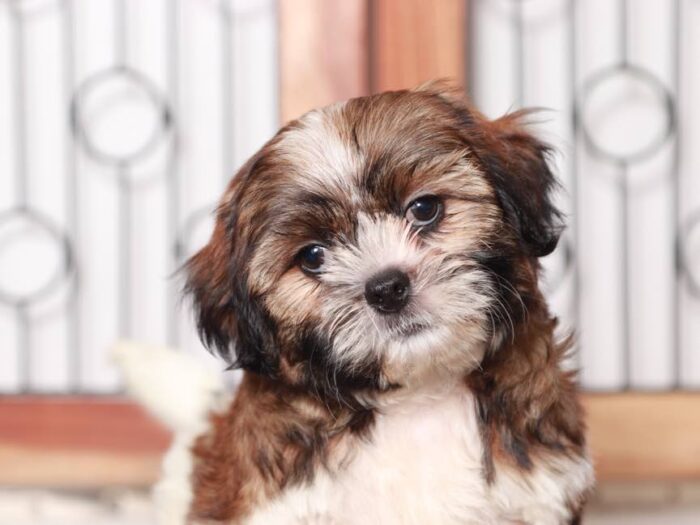 Lonnie- Handsome Little Male Shichi Puppy - Image 4