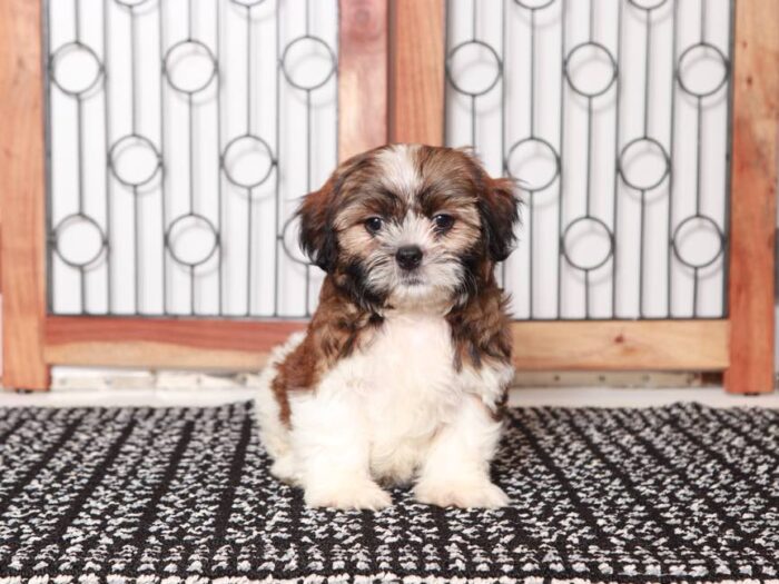 Lonnie- Handsome Little Male Shichi Puppy - Image 3