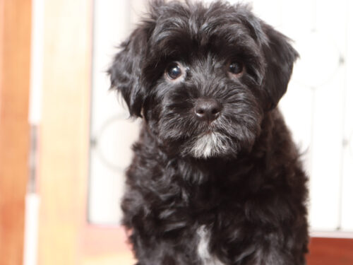 Yorkie Poo Puppy