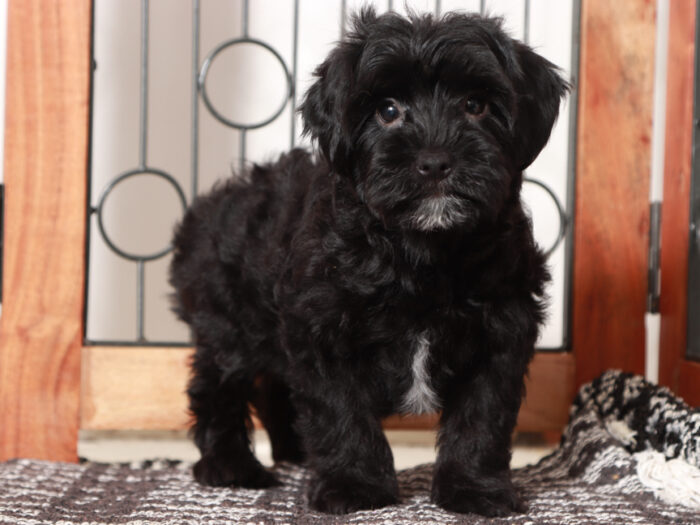 Lotto - Friendly Little Male Yorkie-Poo Puppy - Image 3