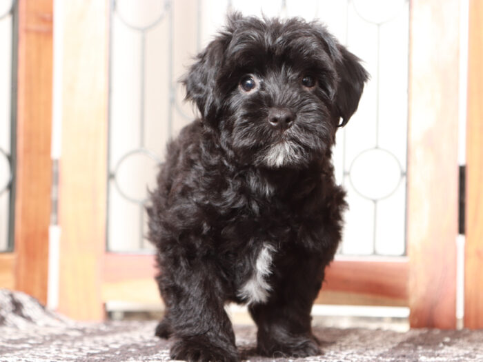 Yorkie Poo Puppy