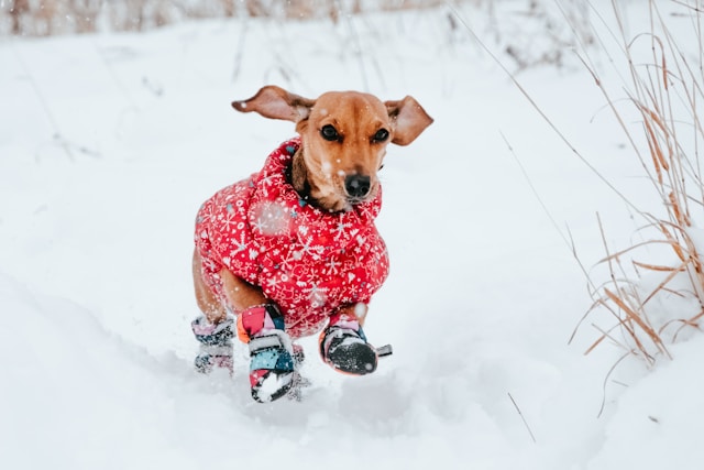 Dachshund wearing winter clothes and dog shoes