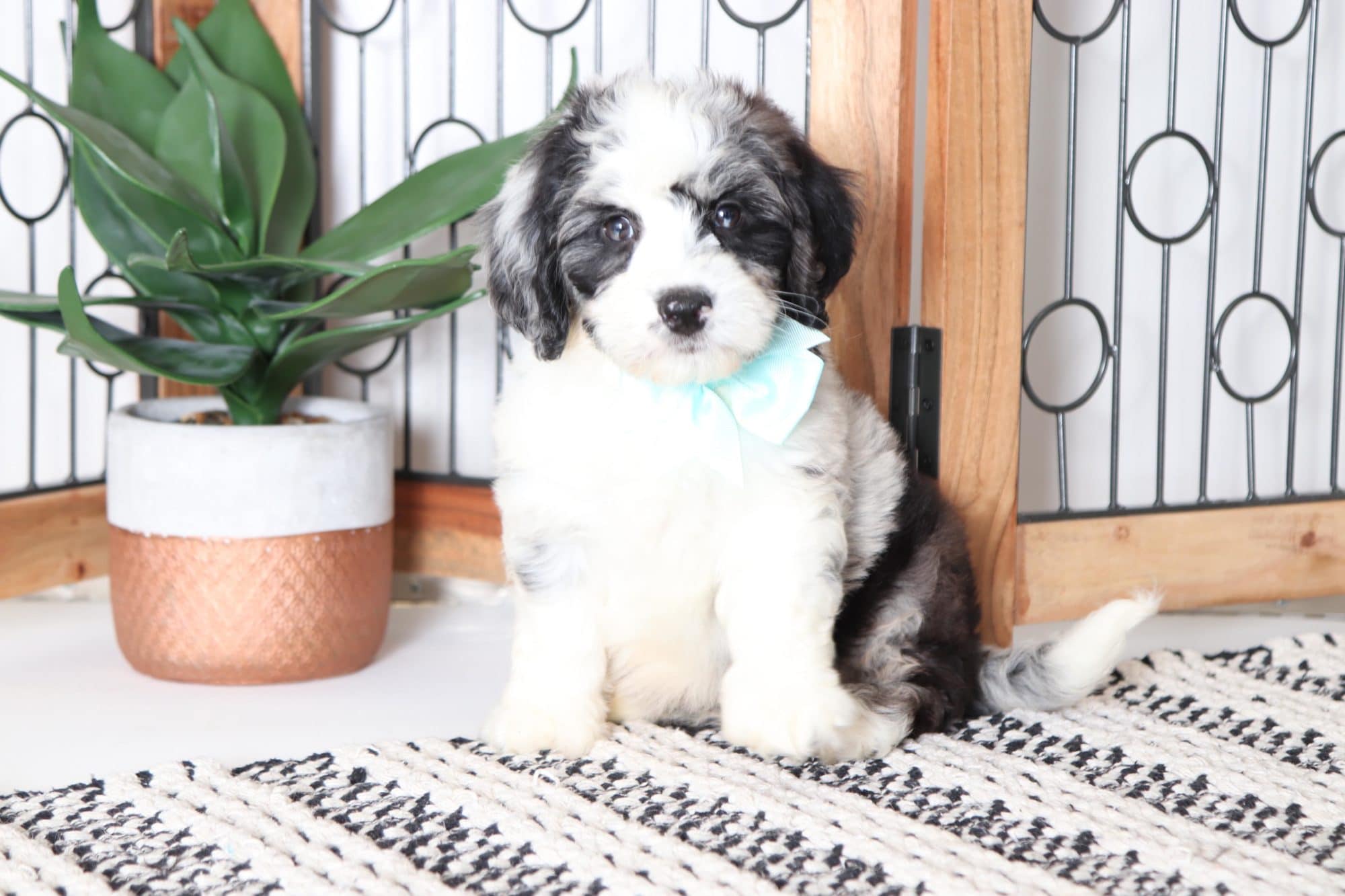 Lucy - Beautiful Blue Merle Female Mini Bernedoodle Puppy