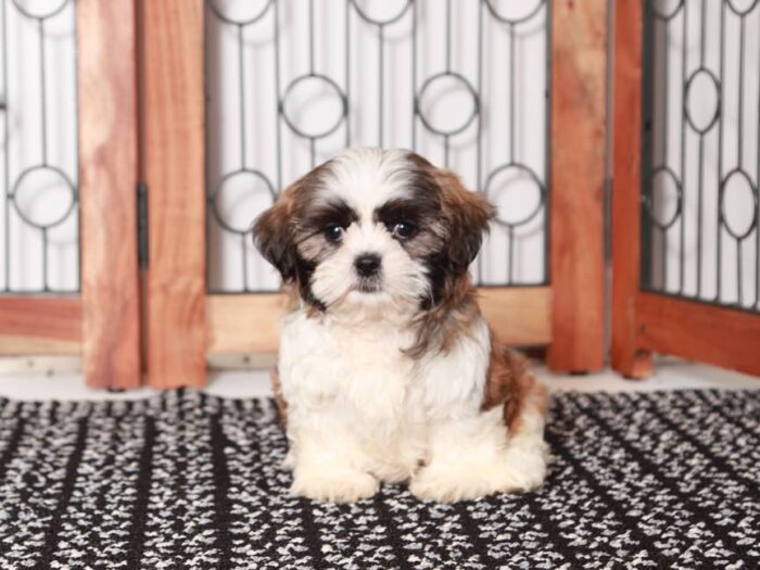 Lucy- Sweet Little female Shichi Puppy - Image 2