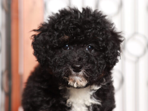 mini bernedoodle in florida