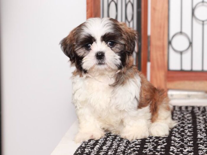 Lucy- Sweet Little female Shichi Puppy - Image 5