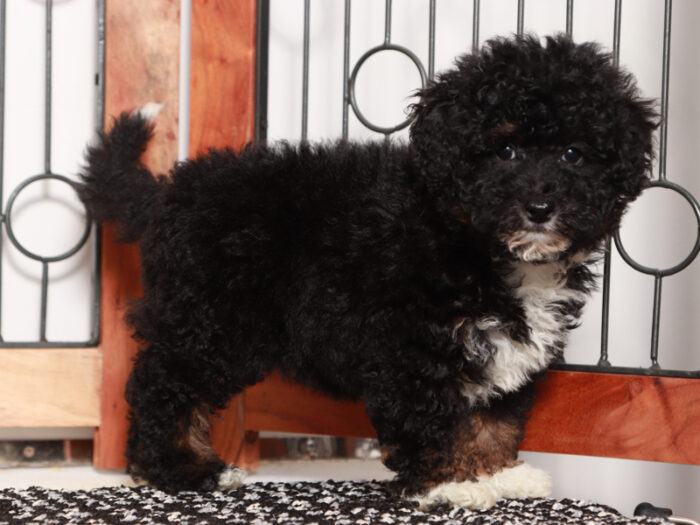 Lucy - Beautiful Female Mini Bernedoodle Puppy - Image 2