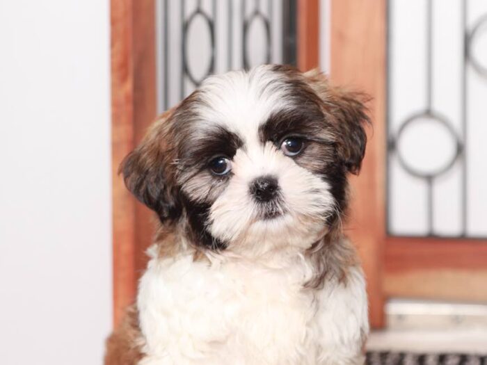 Lucy- Sweet Little female Shichi Puppy