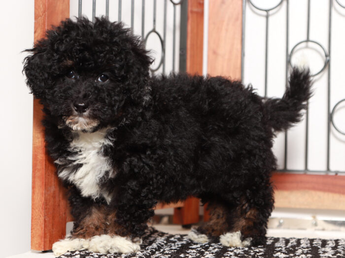 Lucy - Beautiful Female Mini Bernedoodle Puppy - Image 3