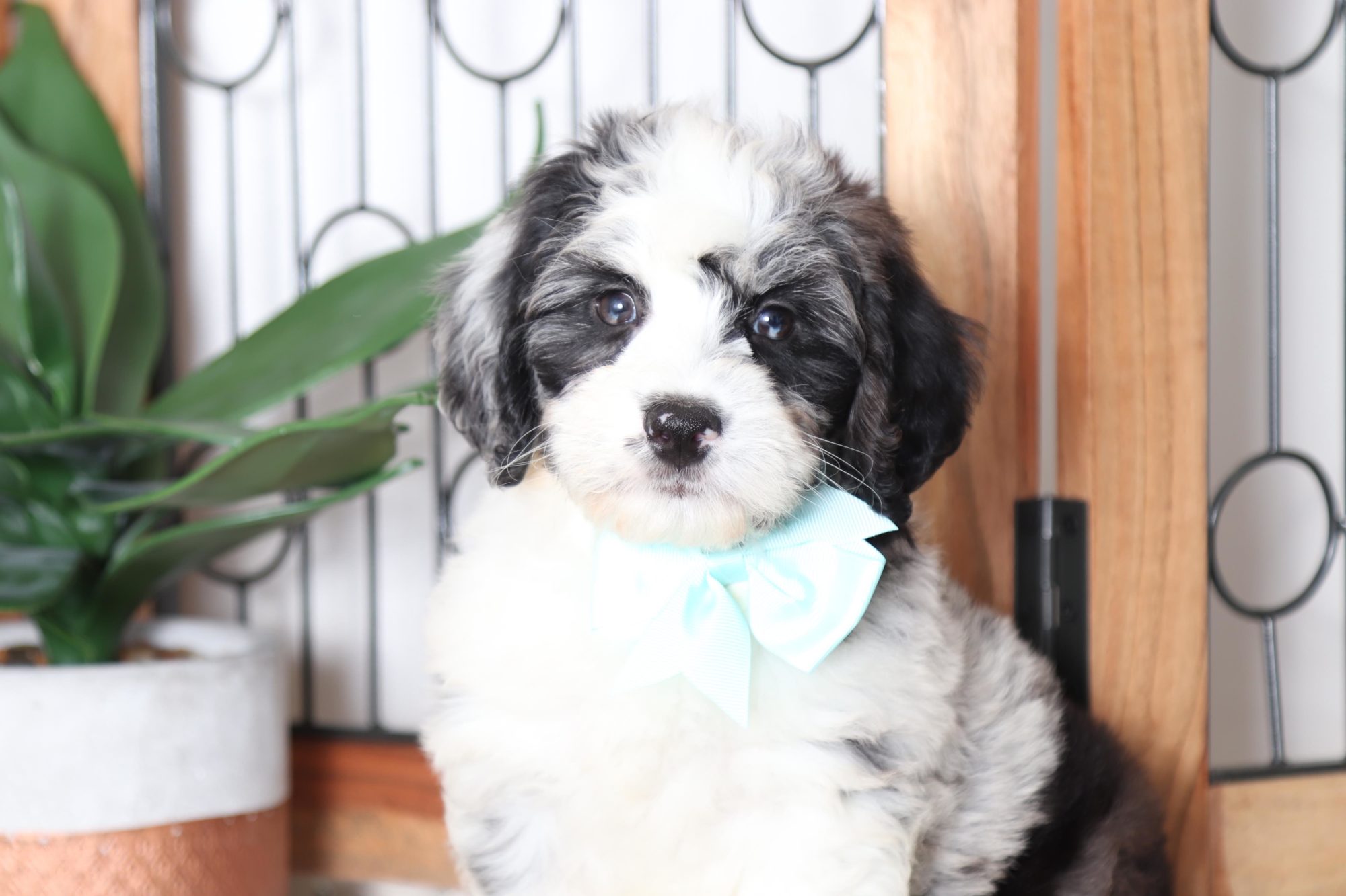 Lucy - Beautiful Blue Merle Female Mini Bernedoodle Puppy - Image 4
