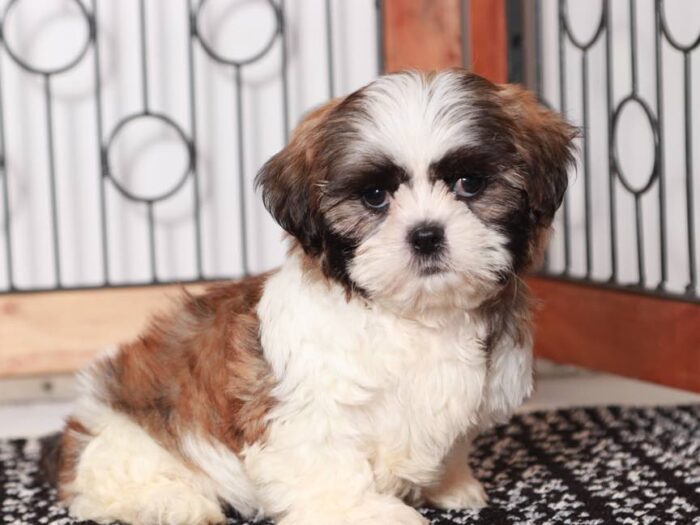 Lucy- Sweet Little female Shichi Puppy - Image 3