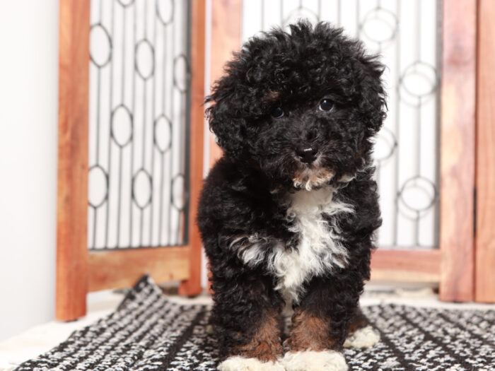 Female Mini Bernedoodle