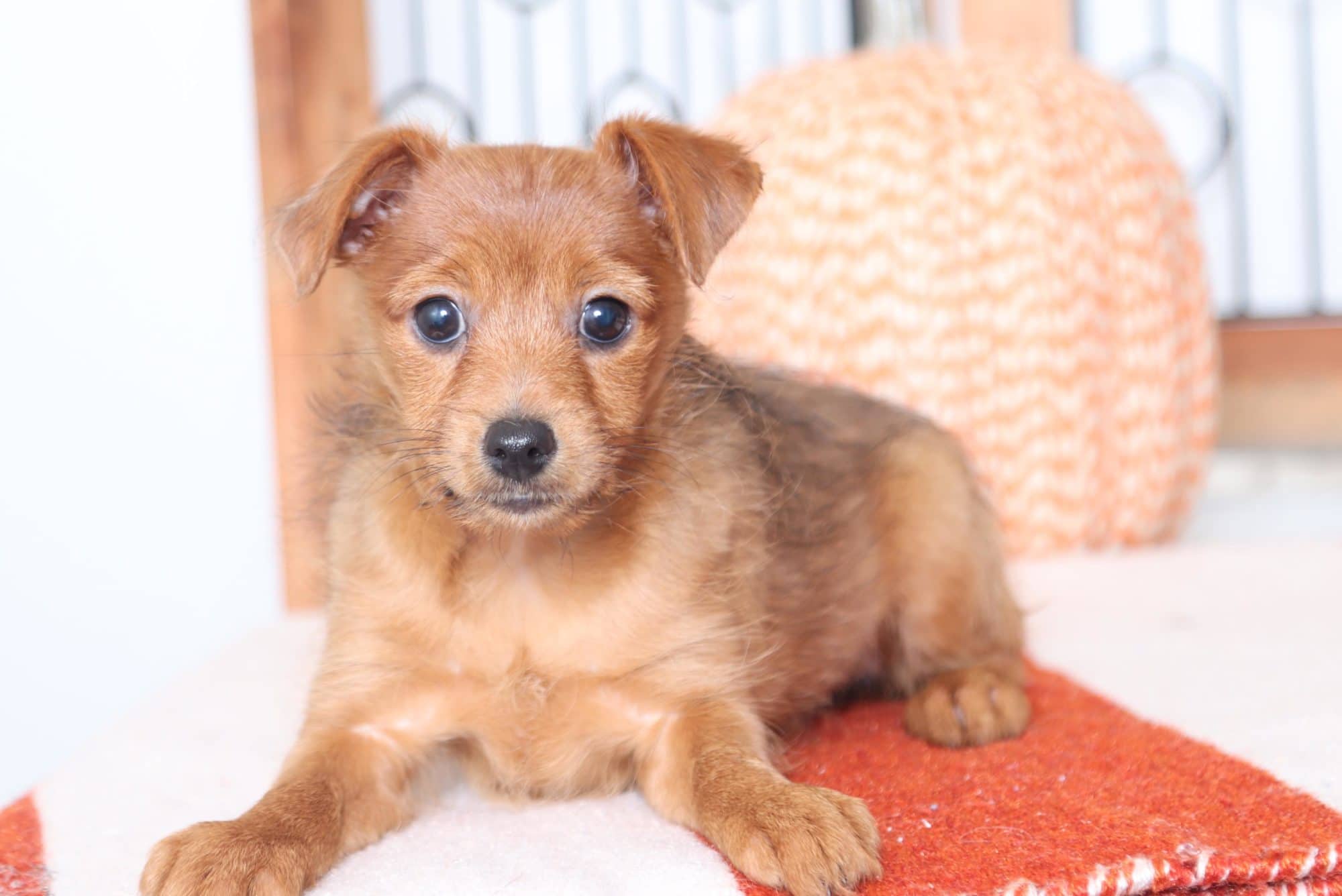 Luna - Joyful Little Female Yorkie-Poo Puppy