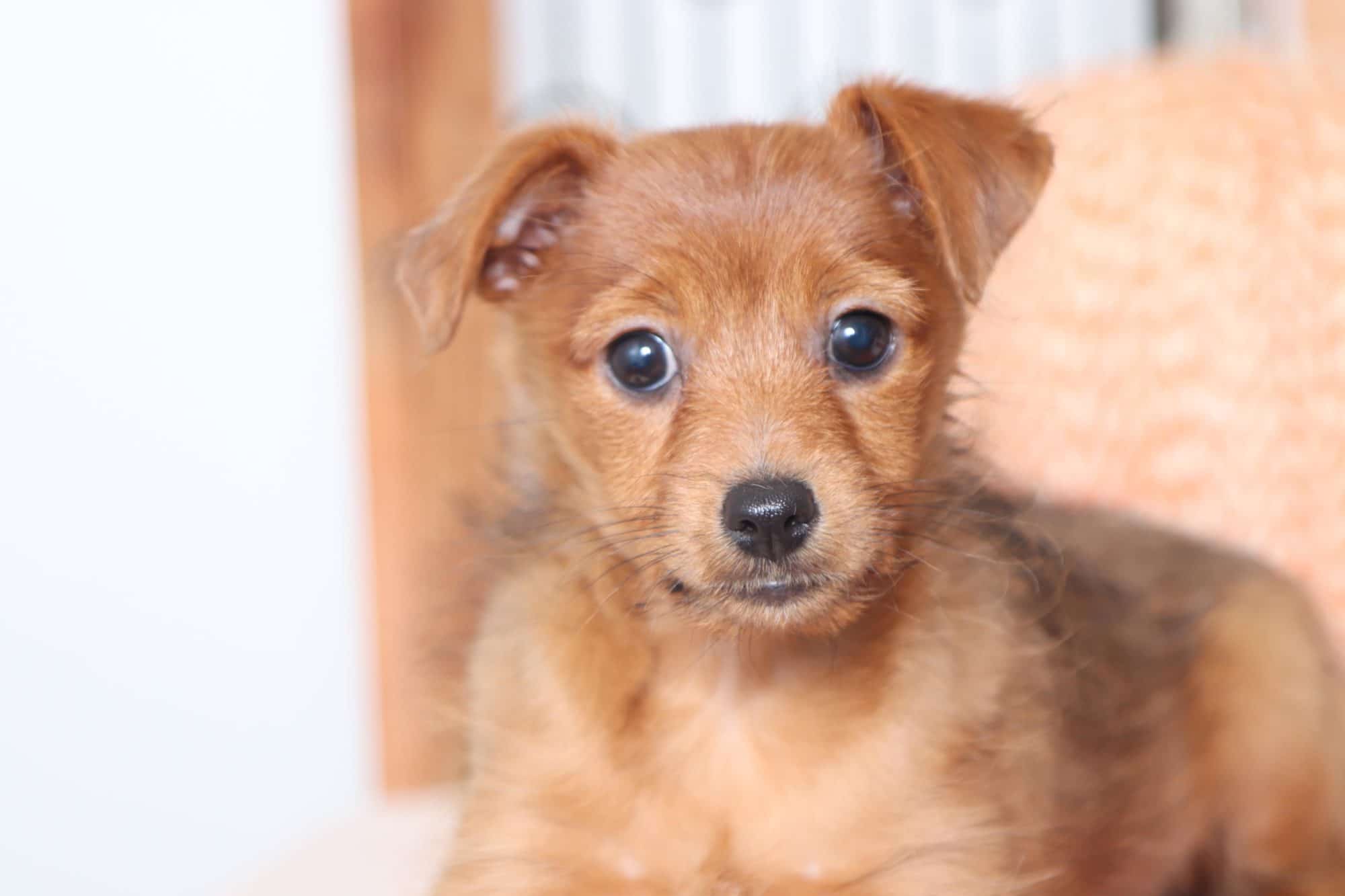 Luna - Joyful Little Female Yorkie-Poo Puppy - Image 2