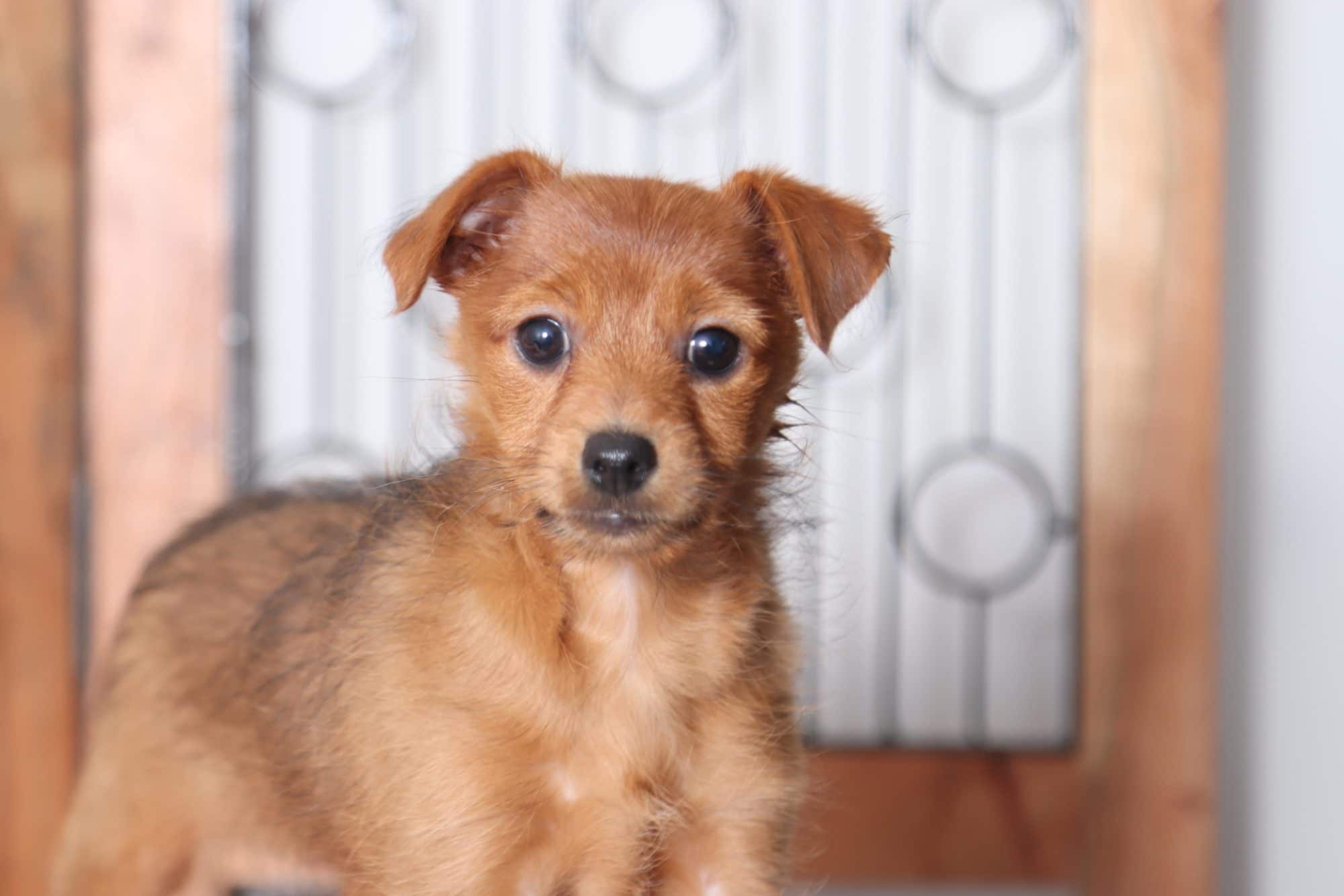 Luna - Joyful Little Female Yorkie-Poo Puppy - Image 3