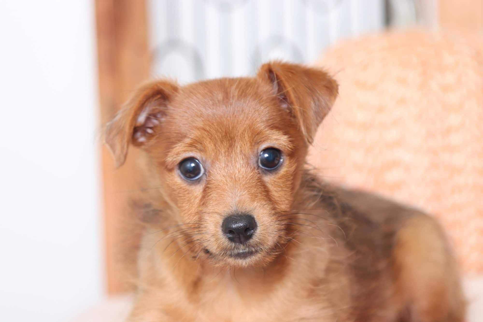 Luna - Joyful Little Female Yorkie-Poo Puppy - Image 4