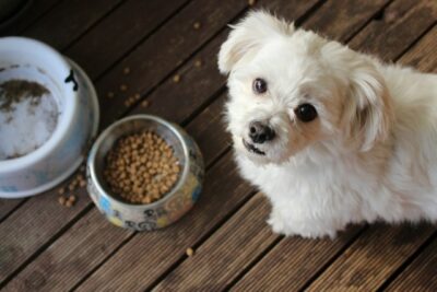 Small white dog with dog food