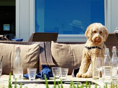 Dog at the restaurant