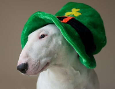 Dog with a green hat