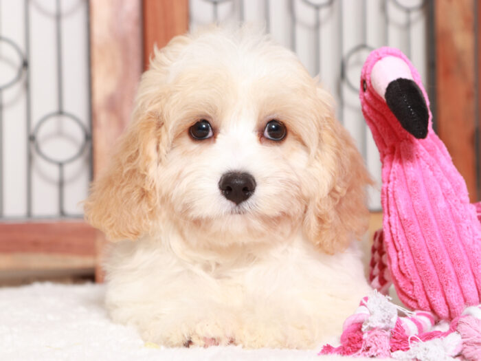 Cavachon Puppy