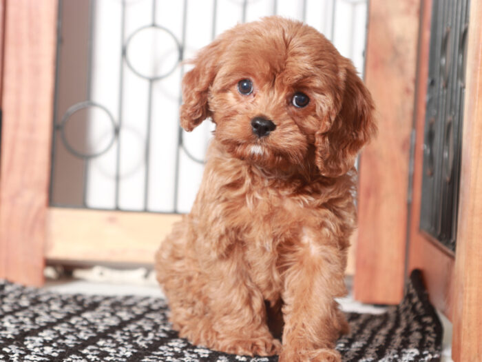 Maggie - Sweet Female Cavapoo Puppy For Sale