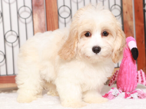 Cavachon Female