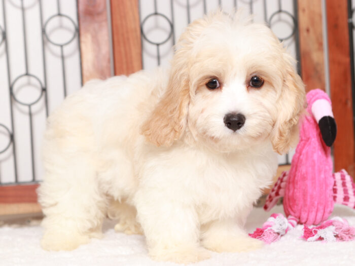 Cavachon Female