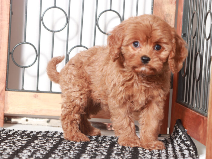 Maggie - Sweet Female Cavapoo Puppy For Sale - Image 2