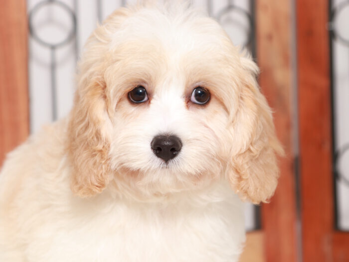 Female Cavachon