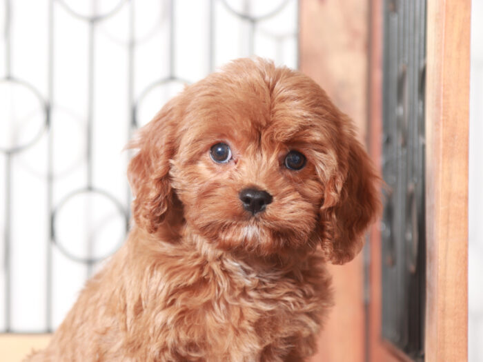 Maggie - Sweet Female Cavapoo Puppy For Sale - Image 3