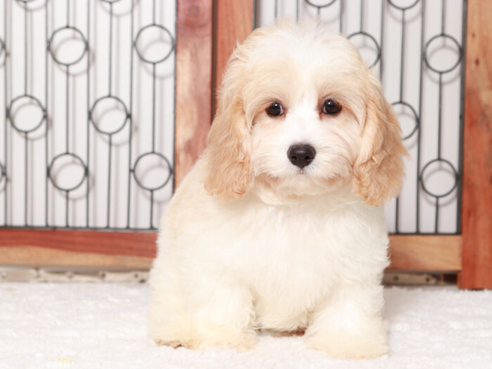 Cavachon