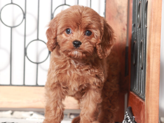 Maggie - Sweet Female Cavapoo Puppy For Sale - Image 4