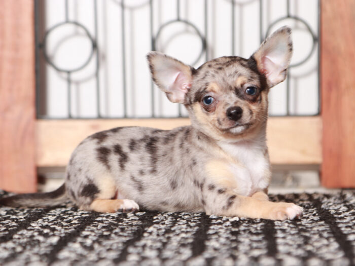 dapple chihuahua puppy