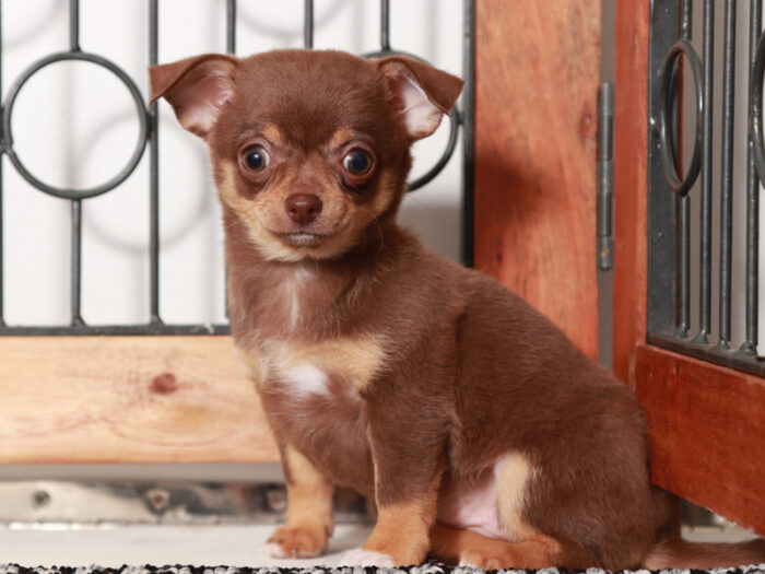 Maisie - Adorable Female Chihuahua Puppy