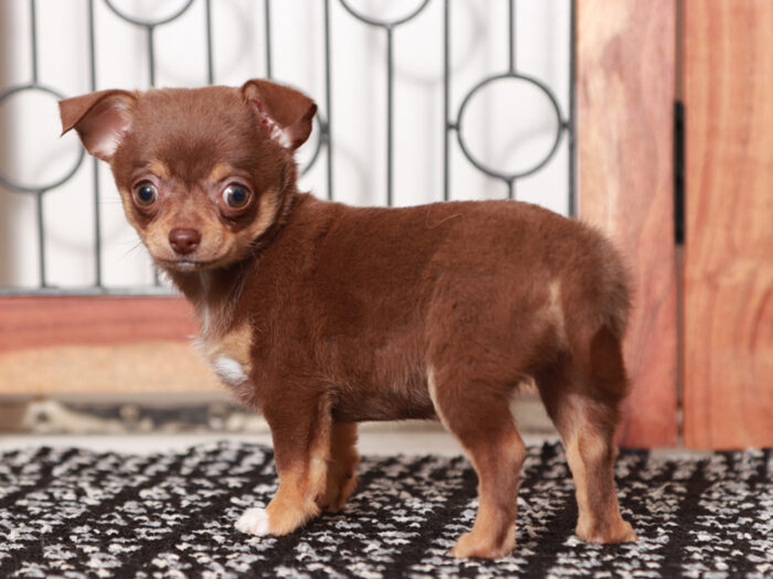 Maisie - Adorable Female Chihuahua Puppy - Image 2