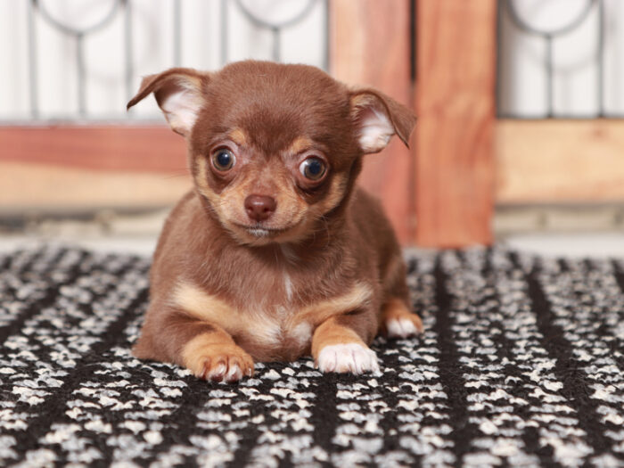 Maisie - Adorable Female Chihuahua Puppy - Image 3