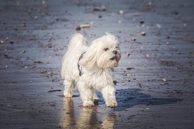 Maltese on the beach