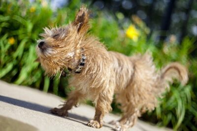 Wet Maltipoo drying itself