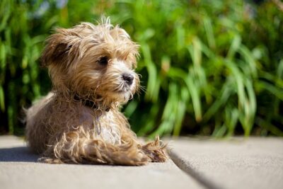 Maltipoo laying down