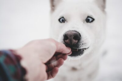 Dog Eating a Treat