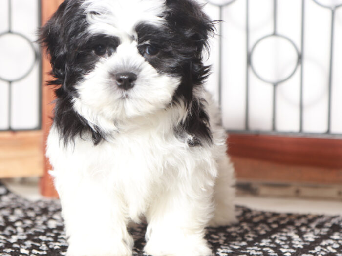 Mark - Adventurous Tri Colored Shih Tzu Puppy For Sale