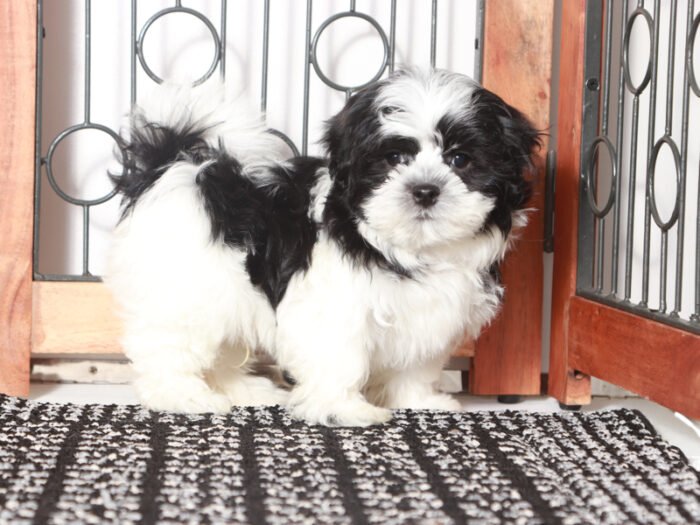 Mark - Adventurous Tri Colored Shih Tzu Puppy For Sale - Image 2