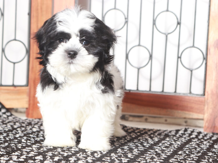 Mark - Adventurous Tri Colored Shih Tzu Puppy For Sale - Image 3
